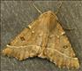 1920 (70.24) Scalloped Hazel